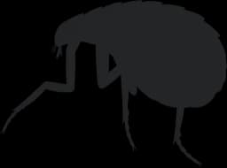 Fleas