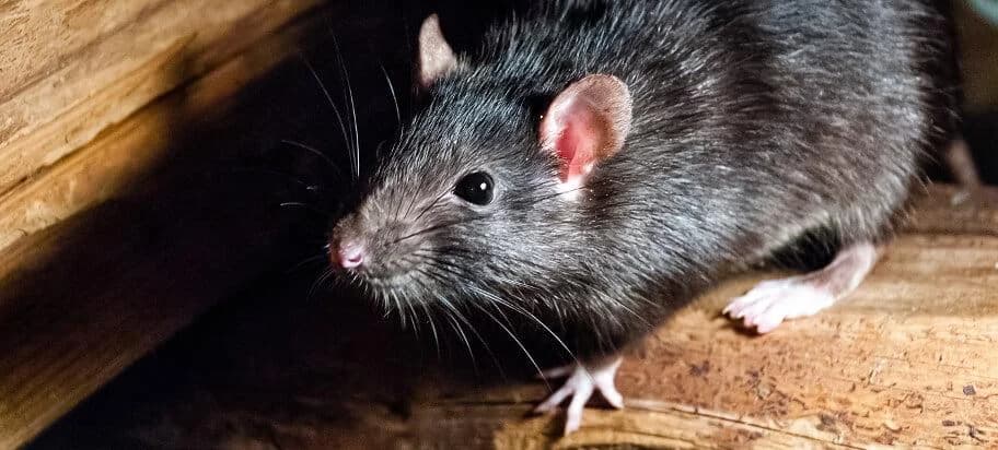 Black rat in a roof space