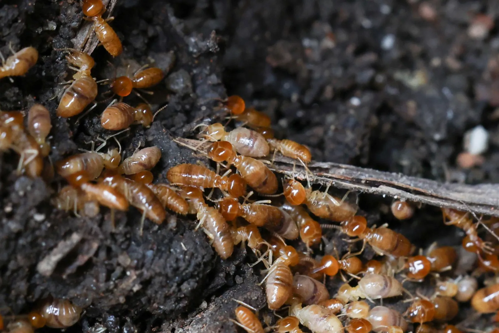A termite colony of workers and soldiers