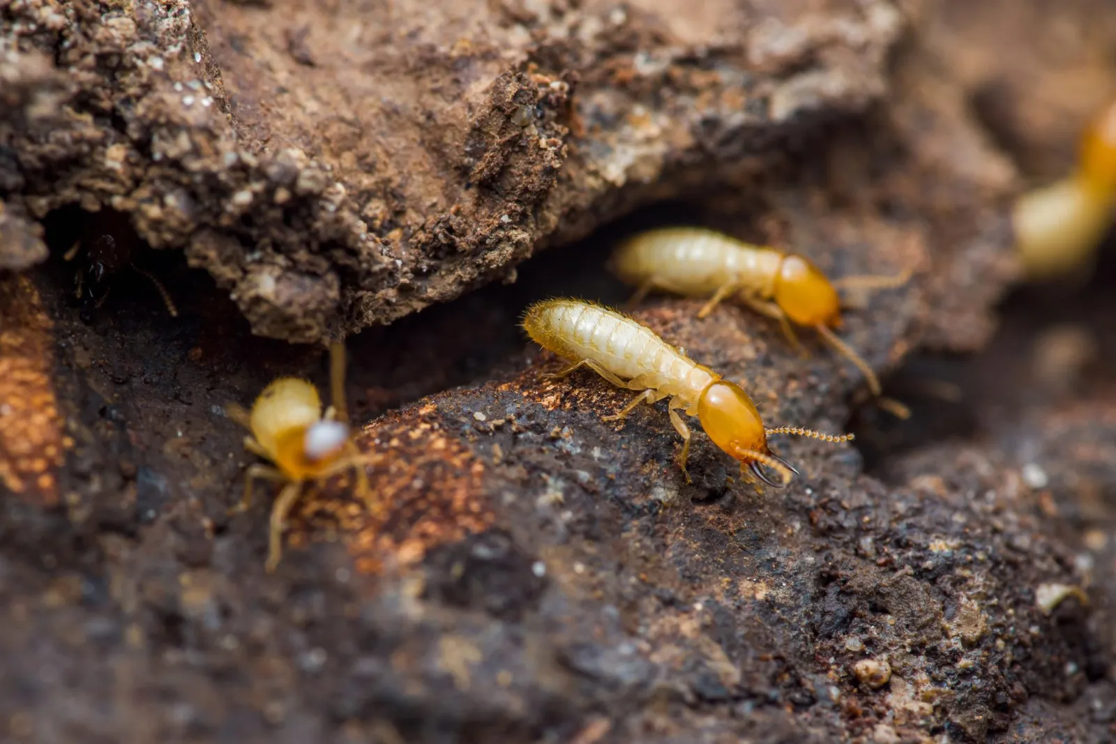 Close-up of termites tunnelling through soil and timber